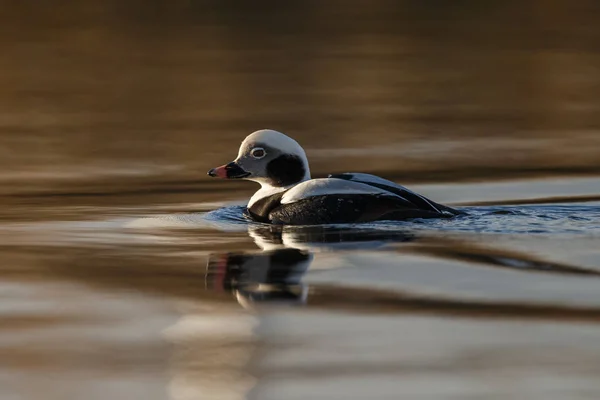 Long tailed duck in a calm setting in nice light