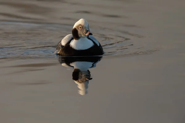 Long tailed duck in a calm setting in nice light