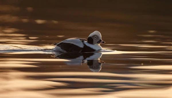 Long tailed duck in a calm setting in nice light