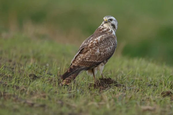 Buitre Común Europeo Naturaleza — Foto de Stock