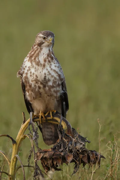 Buizerd Buteo Buteo Natuur Een Vervaagde Zonnebloem — Stockfoto