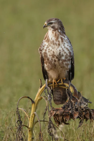 Buse Commune Buteo Buteo Dans Nature Sur Tournesol Fané — Photo