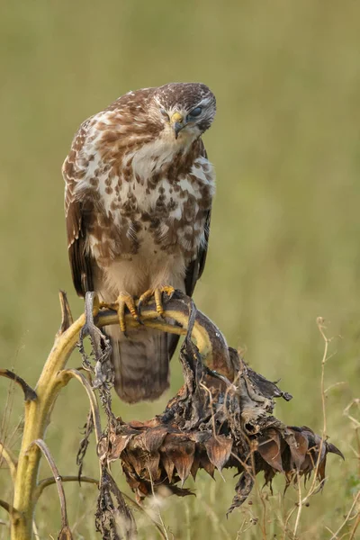 Buizerd Buteo Buteo Natuur Een Vervaagde Zonnebloem — Stockfoto