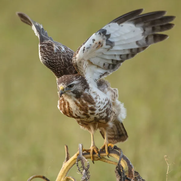 Обыкновенный Жук Buzzard Природе Выцветшем Подсолнечнике — стоковое фото