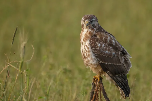 Buizerd Buteo Buteo Natuur Een Vervaagde Zonnebloem — Stockfoto