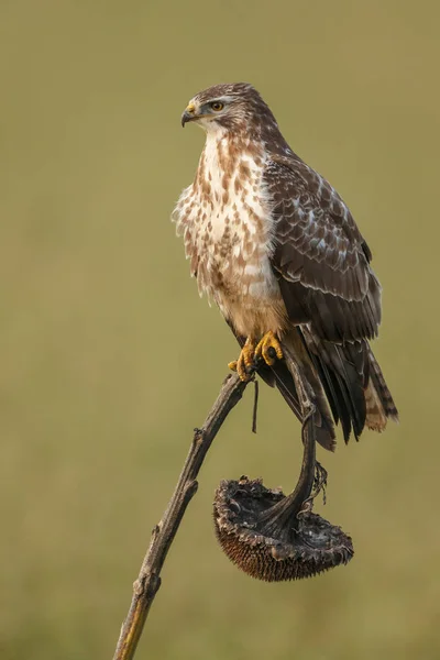 Bayağı Şahin Buteo Buteo Soluk Bir Ayçiçeği Doğa — Stok fotoğraf