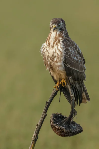 在一个褪色的向日葵自然常见的蜂群 Buteo Buteo — 图库照片