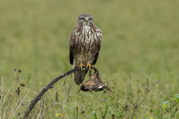 Bayağı Şahin Buteo Buteo Soluk Bir Ayçiçeği Doğa — Stok fotoğraf