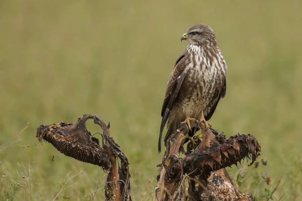 Buizerd Buteo Buteo Natuur Een Vervaagde Zonnebloem — Stockfoto