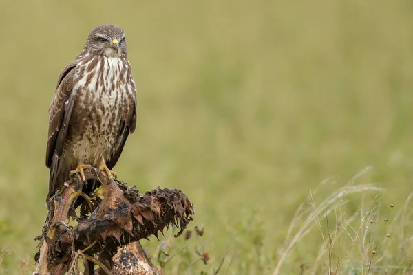 Buizerd Buteo Buteo Natuur Een Vervaagde Zonnebloem — Stockfoto