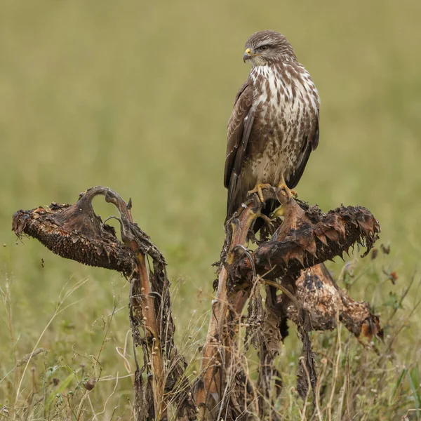 Buse Commune Buteo Buteo Dans Nature Sur Tournesol Fané — Photo