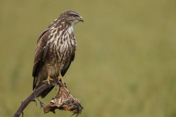 Buizerd Buteo Buteo Natuur Een Vervaagde Zonnebloem — Stockfoto