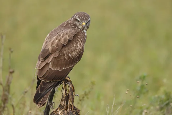 Buizerd Buteo Buteo Natuur Een Vervaagde Zonnebloem — Stockfoto