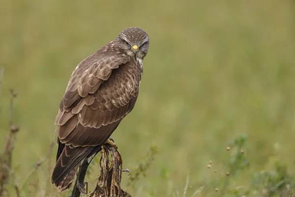 Bayağı Şahin Buteo Buteo Soluk Bir Ayçiçeği Doğa — Stok fotoğraf