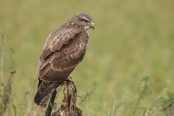 Bayağı Şahin Buteo Buteo Soluk Bir Ayçiçeği Doğa — Stok fotoğraf