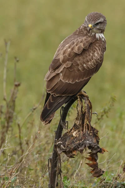 Buizerd Buteo Buteo Natuur Een Vervaagde Zonnebloem — Stockfoto