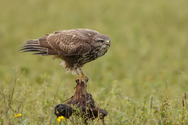 Buse Commune Buteo Buteo Dans Nature Sur Tournesol Fané — Photo