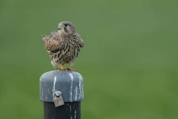 Gheppio Comune Europeo Palo Con Sfondo Verde — Foto Stock