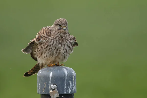 Gheppio Comune Europeo Palo Con Sfondo Verde — Foto Stock