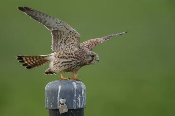 European Common Kestrel Pole Green Background — Stock Photo, Image