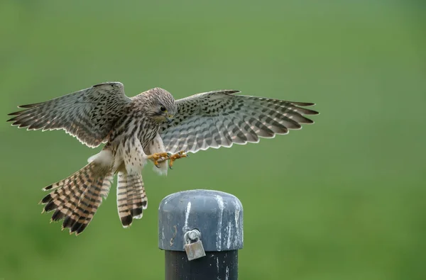 European Common Kestrel Pole Green Background — Stock Photo, Image