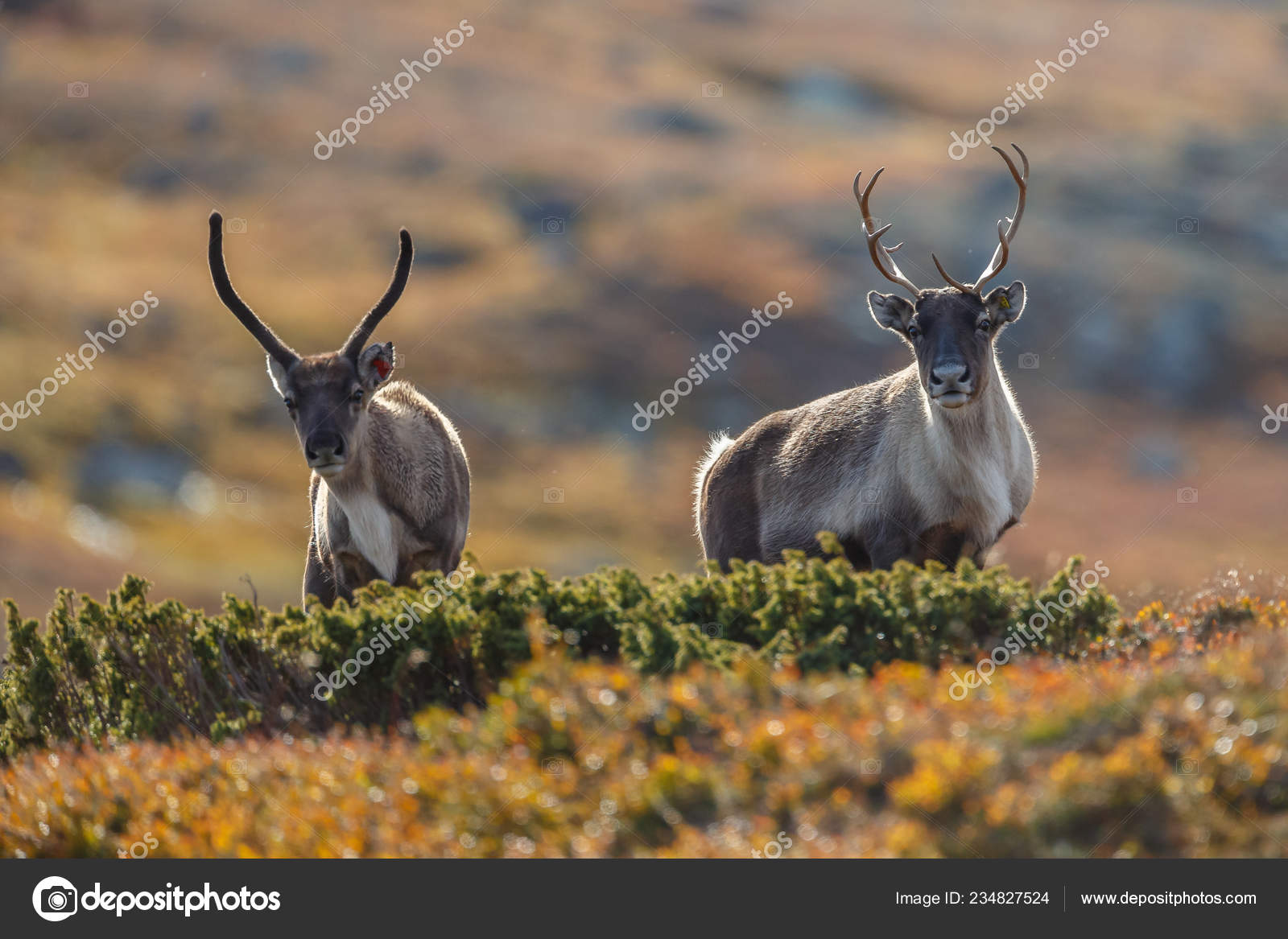 Reindeer Caribou Rangifer Tarandus Nature Autumn Colors Stock Photo by