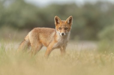 Hollandalı dunes adlı bir bahar gününde doğada Juvenil kızıl tilki