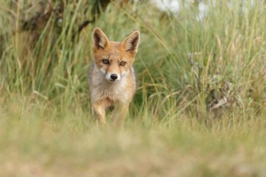 Hollandalı dunes adlı bir bahar gününde doğada Juvenil kızıl tilki