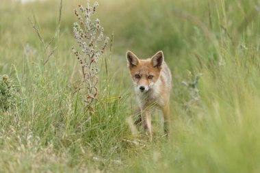 Hollandalı dunes adlı bir bahar gününde doğada Juvenil kızıl tilki