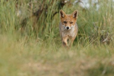 Hollandalı dunes adlı bir bahar gününde doğada Juvenil kızıl tilki