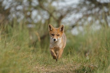 Hollandalı dunes adlı bir bahar gününde doğada Juvenil kızıl tilki