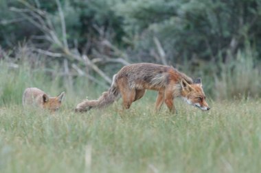 Hollandalı dunes adlı bir bahar gününde doğada Juvenil kırmızı tilki