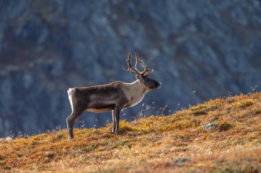 Ren geyiği veya doğa sonbahar renkleri ile Ren geyiği (Rangifer tarandus)