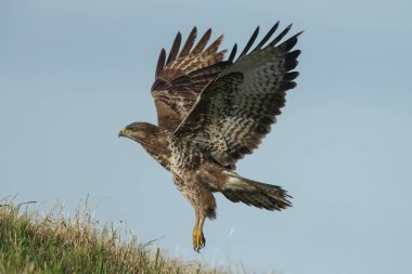 Doğada Avrupa bayağı şahin