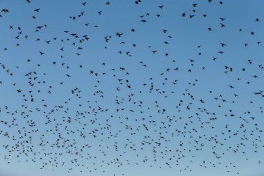 Murmurations, Starlings bir sürü kuş uçuş 