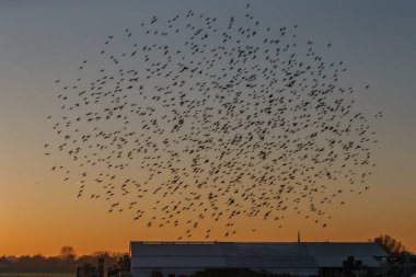 Murmurations, Starlings bir sürü kuş uçuş 