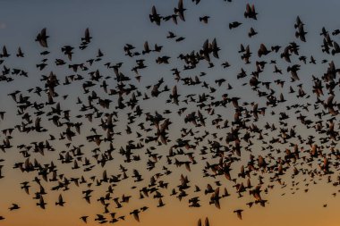 Murmurations, Starlings bir sürü kuş uçuş 