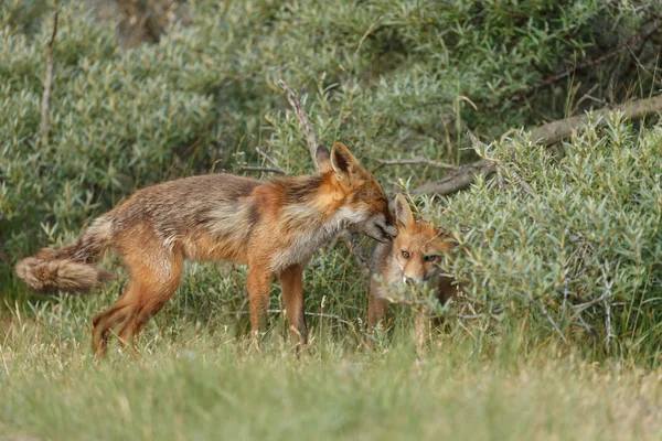Νεανική Αλεπούδες Κόκκινο Στη Φύση Μια Ημέρα Άνοιξη Στο Ολλανδικό — Φωτογραφία Αρχείου