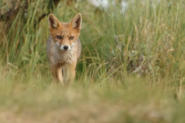 オランダの砂丘で春の日に自然の中の少年の赤狐 — ストック写真