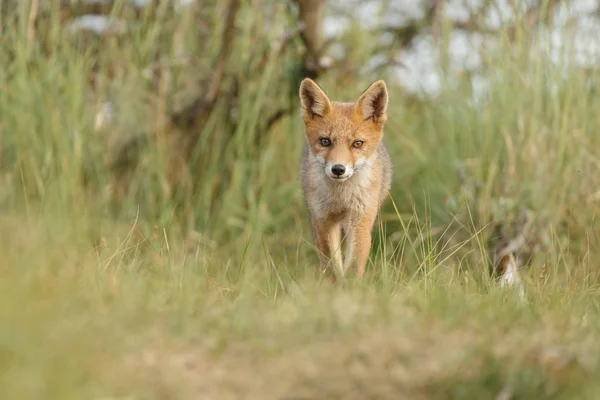 オランダの砂丘で春の日に自然の中の少年の赤狐 — ストック写真