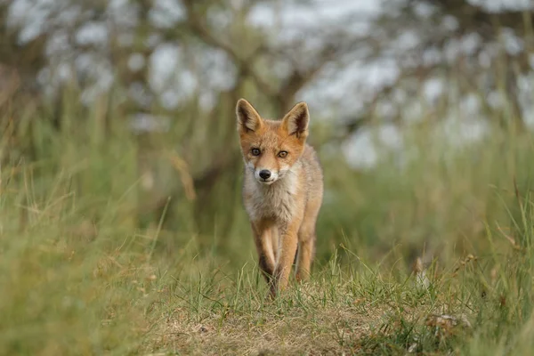 Raposa Vermelha Juvenil Natureza Dia Primavera Nas Dunas Holandesas — Fotografia de Stock