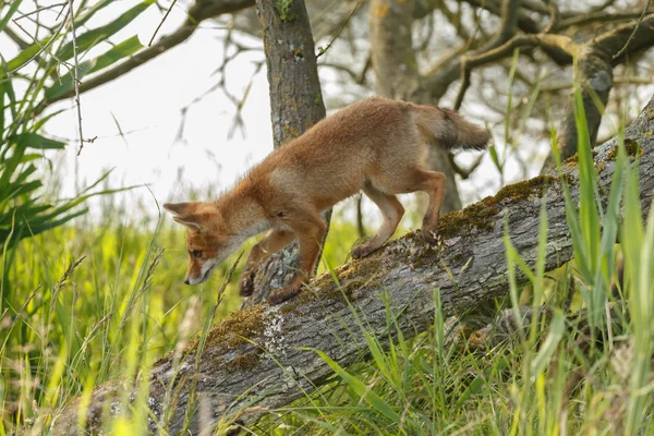 Juvenile red fox  in nature on a spring day at the dutch dunes