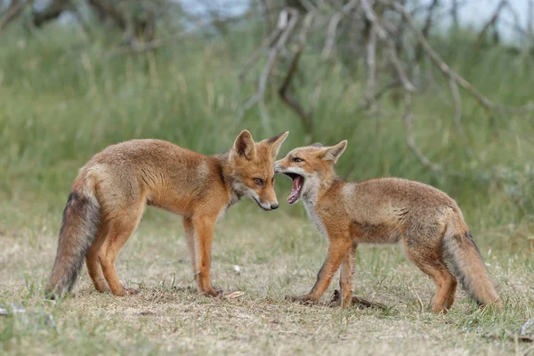 Juvenile Red Foxes Nature Spring Day Dutch Dunes — Stock Photo, Image