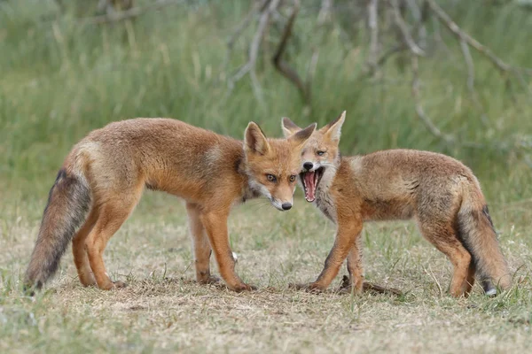 Zorros Rojos Juveniles Naturaleza Día Primavera Las Dunas Holandesas — Foto de Stock