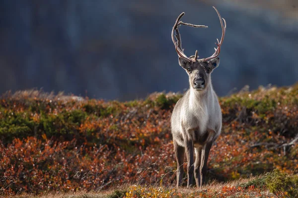 Reindeer or Caribou (Rangifer tarandus) in nature with autumn colours