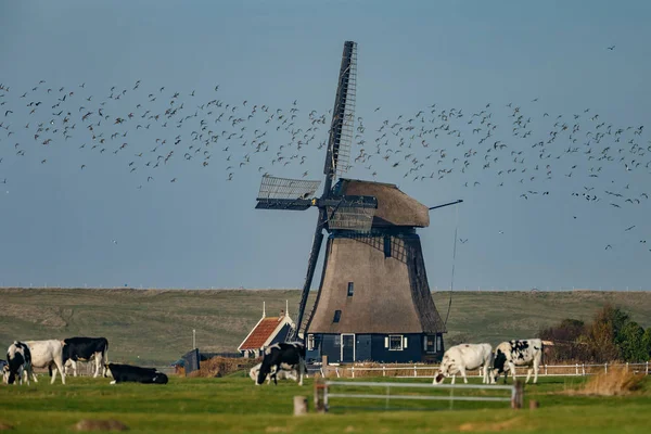 Dutch landscape with cows, birds and a windmill