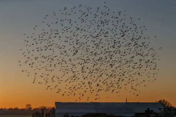 Murmurations Starlings Bir Sürü Kuş Uçuş — Stok fotoğraf