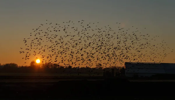 Murmurações Starlings Bando Pássaros Fuga — Fotografia de Stock