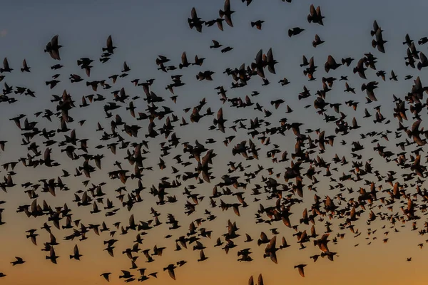 Den Murmurations Starar Flock Fåglar Flykt — Stockfoto