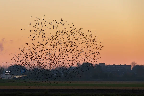 Das Gemurmel Der Stare Ein Vogelschwarm Flug — Stockfoto